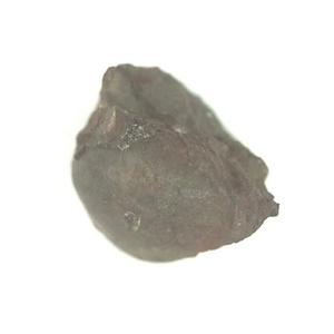 Lucina  sp.