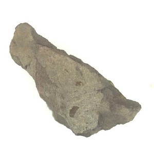 Portlandia  izumiensis