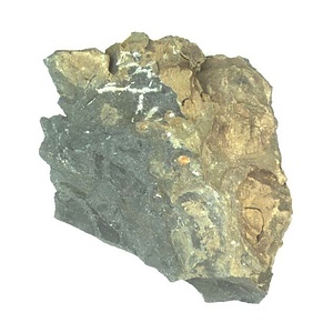 日本産中生代軟体動物化石