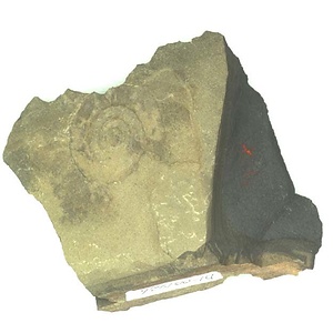 日本産中生代軟体動物化石