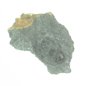 Skythentolium  sp.