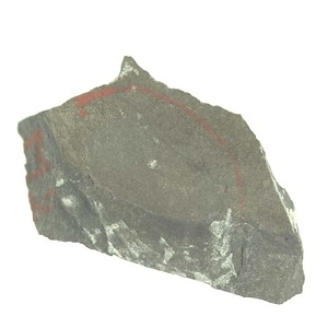 Skythentolium  sp.