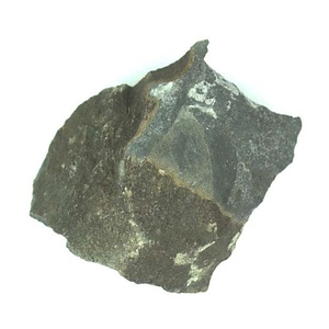 日本産中生代軟体動物化石