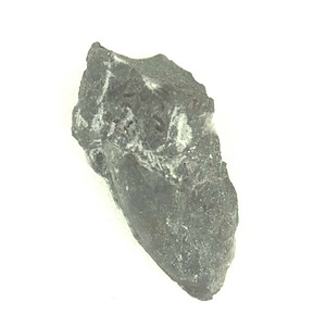 Bakevellia  "exporrecta"