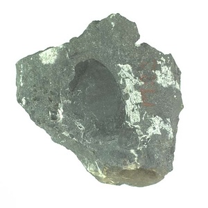 Skythentolium  sp.
