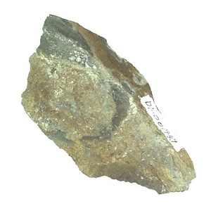 Skythentolium  sp.