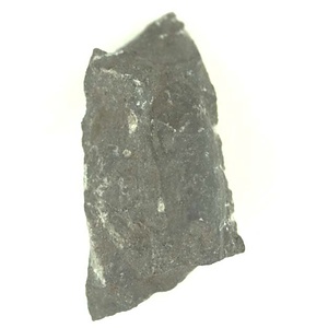 Bakevellia  sp.