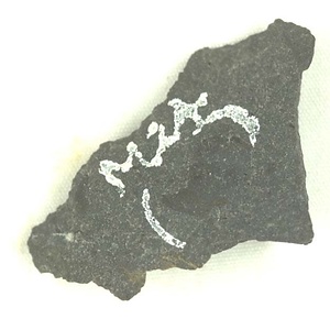 日本産中生代軟体動物化石