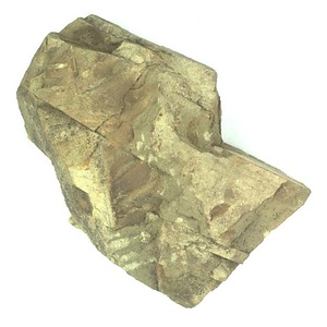 日本産中生代軟体動物化石