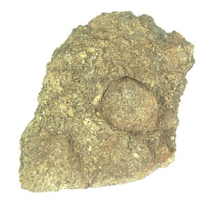 日本産中生代軟体動物化石