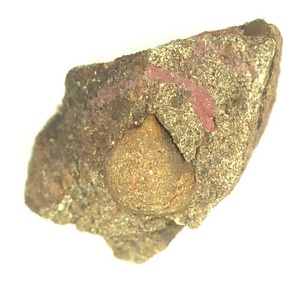 日本産中生代軟体動物化石