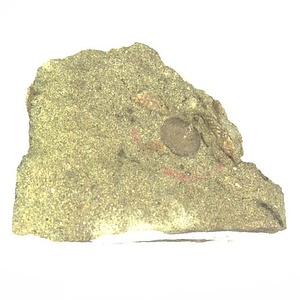 日本産中生代軟体動物化石