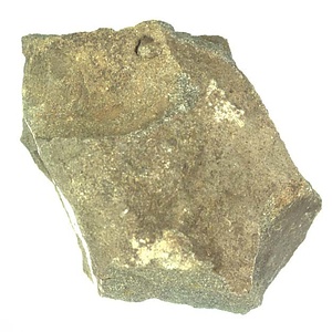 Oxytoma  sp.