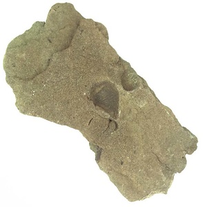 Apiotrigonia  sp.