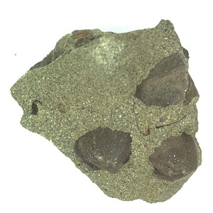 Cucullaeidae