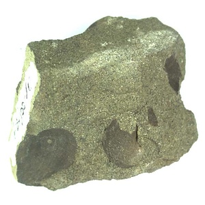 日本産中生代軟体動物化石