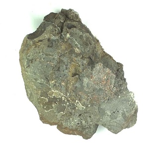 日本産中生代軟体動物化石