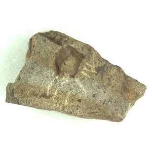 日本産中生代軟体動物化石