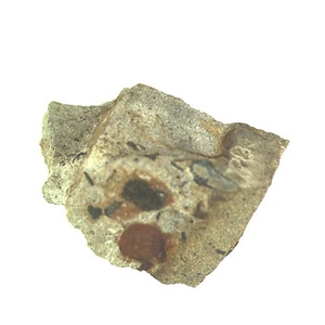 Eburneopecten (Micronectes) bellaturus