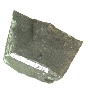 Eburneopecten (Micronectes) bellaturus