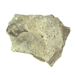 日本産中生代軟体動物化石