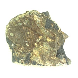 Monotis  ochotica