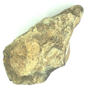 Monotis  ochotica