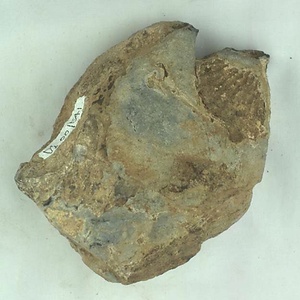 Monotis  ochotica
