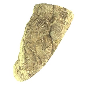 Monotis  ochotica densistriata