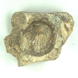 Monotis  ochotica