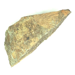 Monotis  ochotica