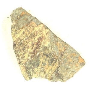 Monotis  ochotica