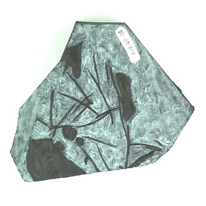 日本産中生代軟体動物化石