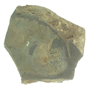 Daonella  sp.