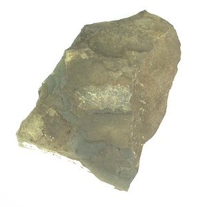 Daonella  sp.