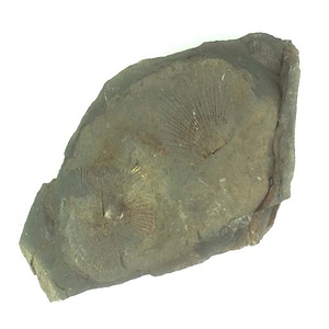 Daonella  sp.