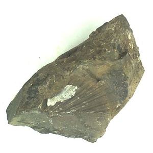 Weyla (Tosapecten) suzukii