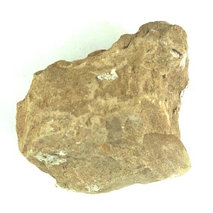 １９８９年度地質・古生物調査委託成果品