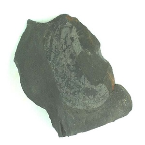 １９８９年度地質・古生物調査委託成果品