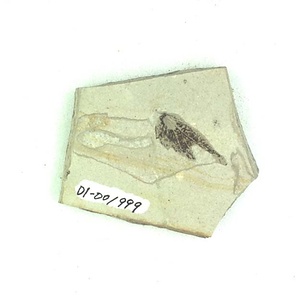 クマシデ属の一種の果苞