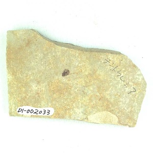 テントウムシ？