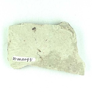 シギゾウムシ亜科の一種