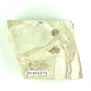 テントウムシ科の一種（腹８までみえる）