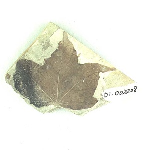 ムカシイタヤカエデ