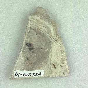 カバノキ属の一種の翼果