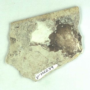 ムカシイタヤカエデ