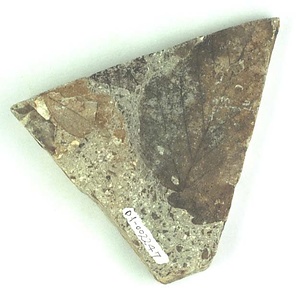 カエデ属の一種？