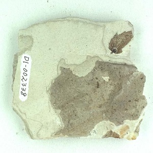 クマシデ属の一種の果苞