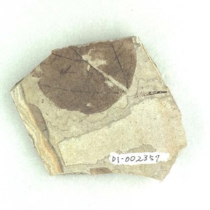 カエデ属の一種