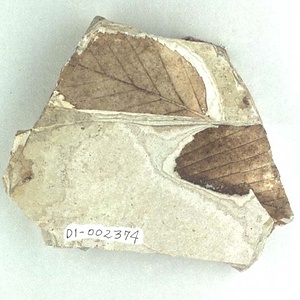 クマシデ属の一種